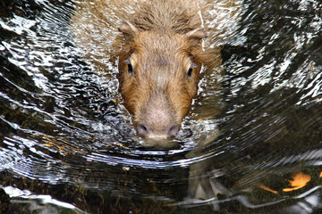 close up of a capybara in the water