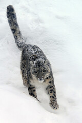 snow leopard in the snow © SofotoCool