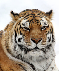 Close up portrait of a tiger in the snow
