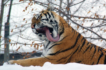 siberian tiger in snow with his tongue out