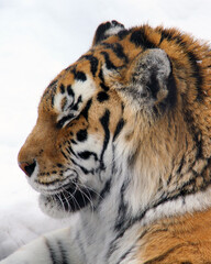 close up of a tiger in snow