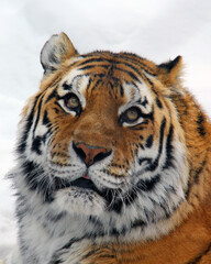 Close up portrait of a tiger in the snow