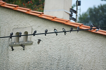 Hirondelles rassemblées sur un fil électrique. © Georges Blond