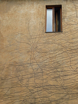Vined Wall, Prague, Czech Republic
