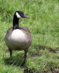 country goose on the grass