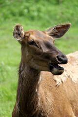 Obraz premium portrait of a deer