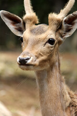 deer in the woods