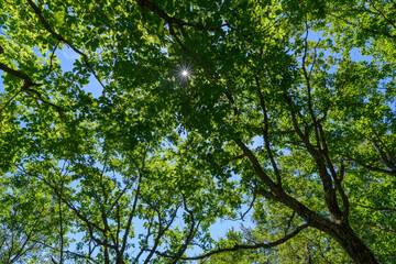 奥日光のミズナラ