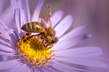 Breakfast for Bees -  Honey Bee, with pollen on head, drinking nectar from a daisy and transferring pollen between flowers.
