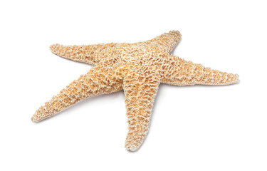 Beautiful sea star isolated on white. Beach object