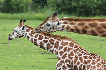 giraffe in the zoo