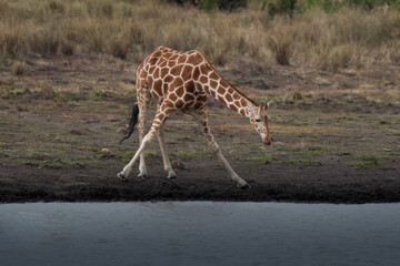Giraffe in front Amboseli national park Kenya masai mara.(Giraffa reticulata)