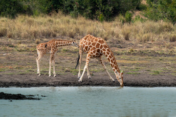 Giraffe in front Amboseli national park Kenya masai mara.(Giraffa reticulata)