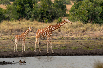 Giraffe in front Amboseli national park Kenya masai mara.(Giraffa reticulata)