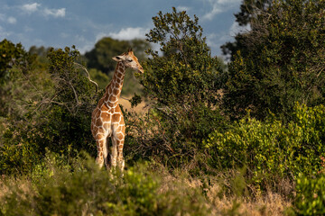 Obraz premium Giraffe in front Amboseli national park Kenya masai mara.(Giraffa reticulata)