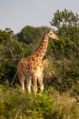 Fototapeta premium Giraffe in front Amboseli national park Kenya masai mara.(Giraffa reticulata)