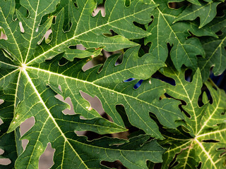 Unhealthy green papaya leaves with few dry spots