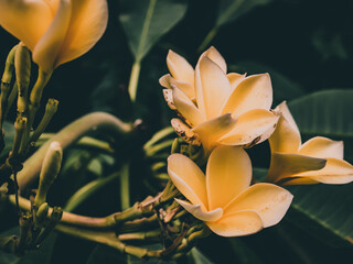 jasmine flowers in full bloom with a slightly dark theme