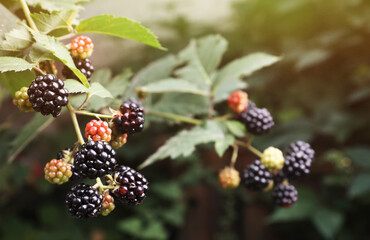 Branches with blackberries on bush in garden, closeup