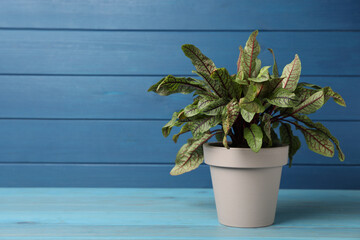 Potted sorrel plant on light blue wooden table. Space for text