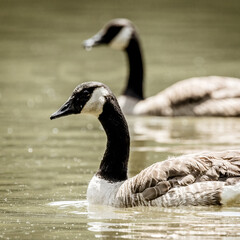 Obraz premium Canadian Geese in the lake.