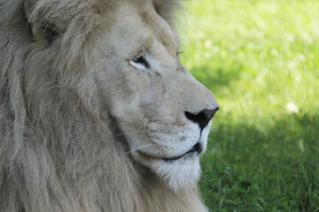 close up portrait of a lion