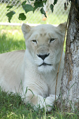 portrait of a white lion