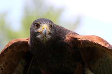 bird of prey