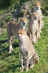 cheetahs in the grass