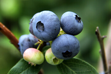 blueberries on the bush