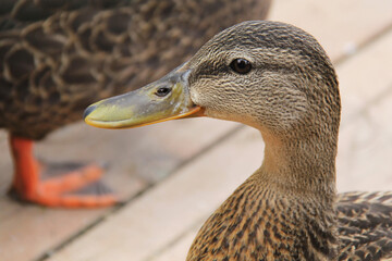 close up of a duck