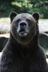 brown bear close up portrait