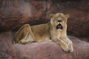 Fototapeta na wymiar Lioness on a rock with his mouth open