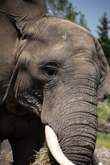 Close up pf the head of an elephant