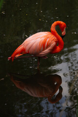Flamingo standing in the dark water with his reflection on water 
