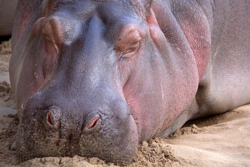 Hippopotamus sleeping on the sand