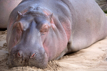 Hippopotamus sleeping on the sand