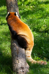 Red panda waking on a tree