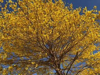 yellow autumn leaves