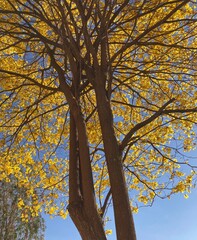 tree in autumn
