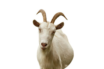 Portrait of a white horned goat isolated on white background