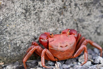 カニのクローズアップ写真