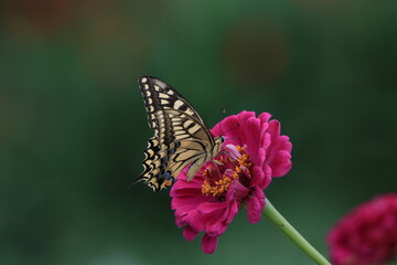 butterfly on flower