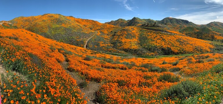 California wildflowers © Sriram