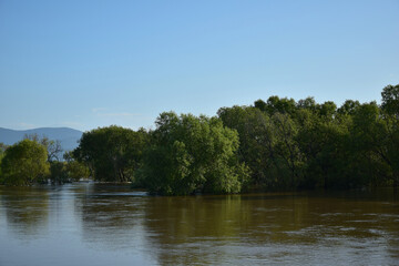 High water level in the river. Flooded trees.