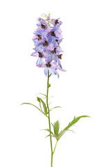 Delphinium flower isolated on white background. Beautiful summer flowers.