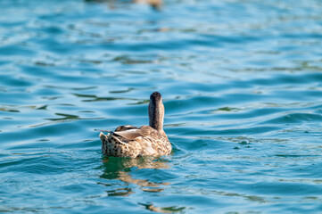 back of duck on the water