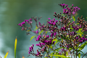 purple flowers in the garden