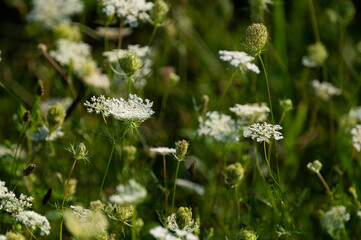 white wild flowers in the grass
