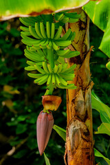 Banana tree at St. Thomas US Virgin Islands - 21 08 2021